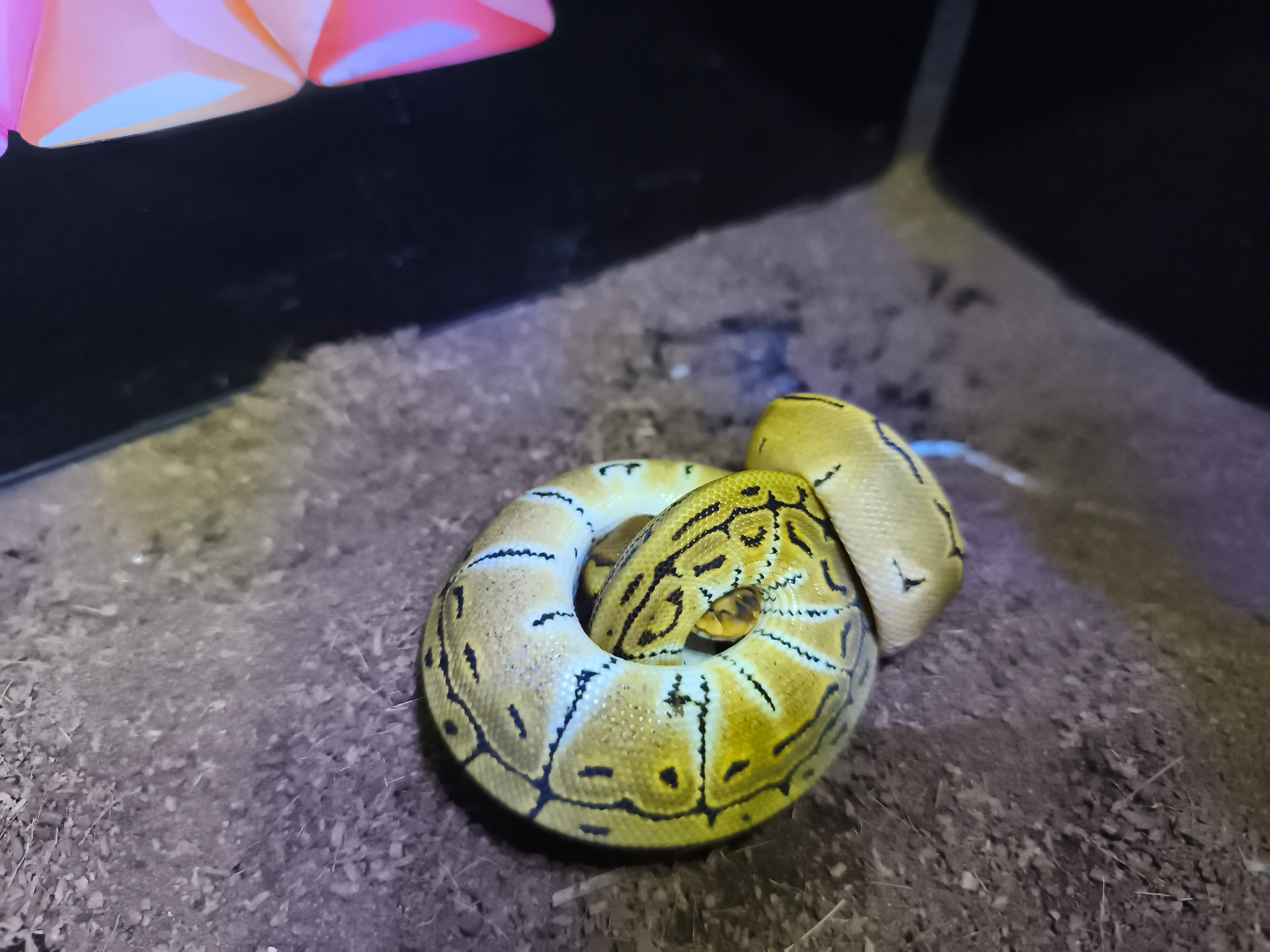 Ball Python Pinstripe Spider – Jaspet