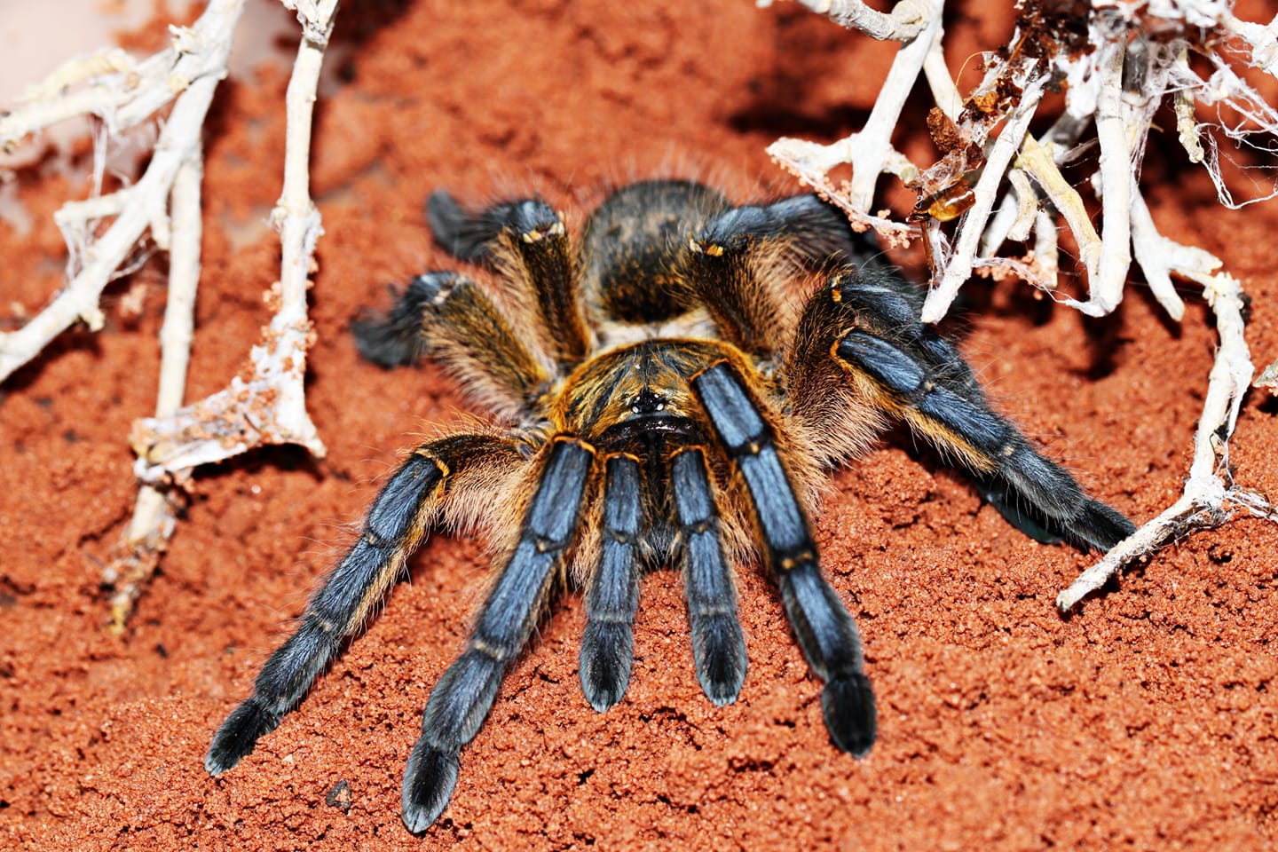 Harpactira pulchripes
