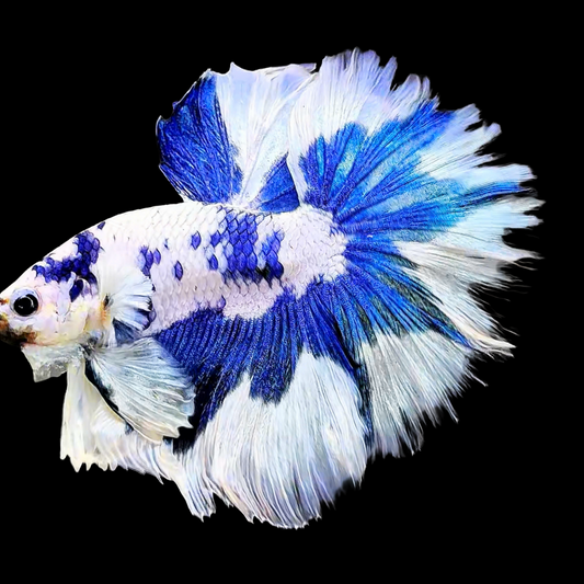 Betta Macho Halfmoon Marble