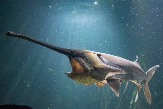 Padle Fish - Polyodon Spathula
