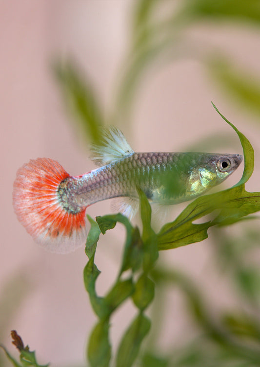 Guppy Fêmea  Sortido (Poecilia reticulata)