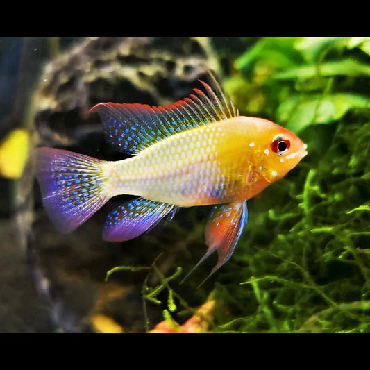 Papiliochromis ramirezi Gold