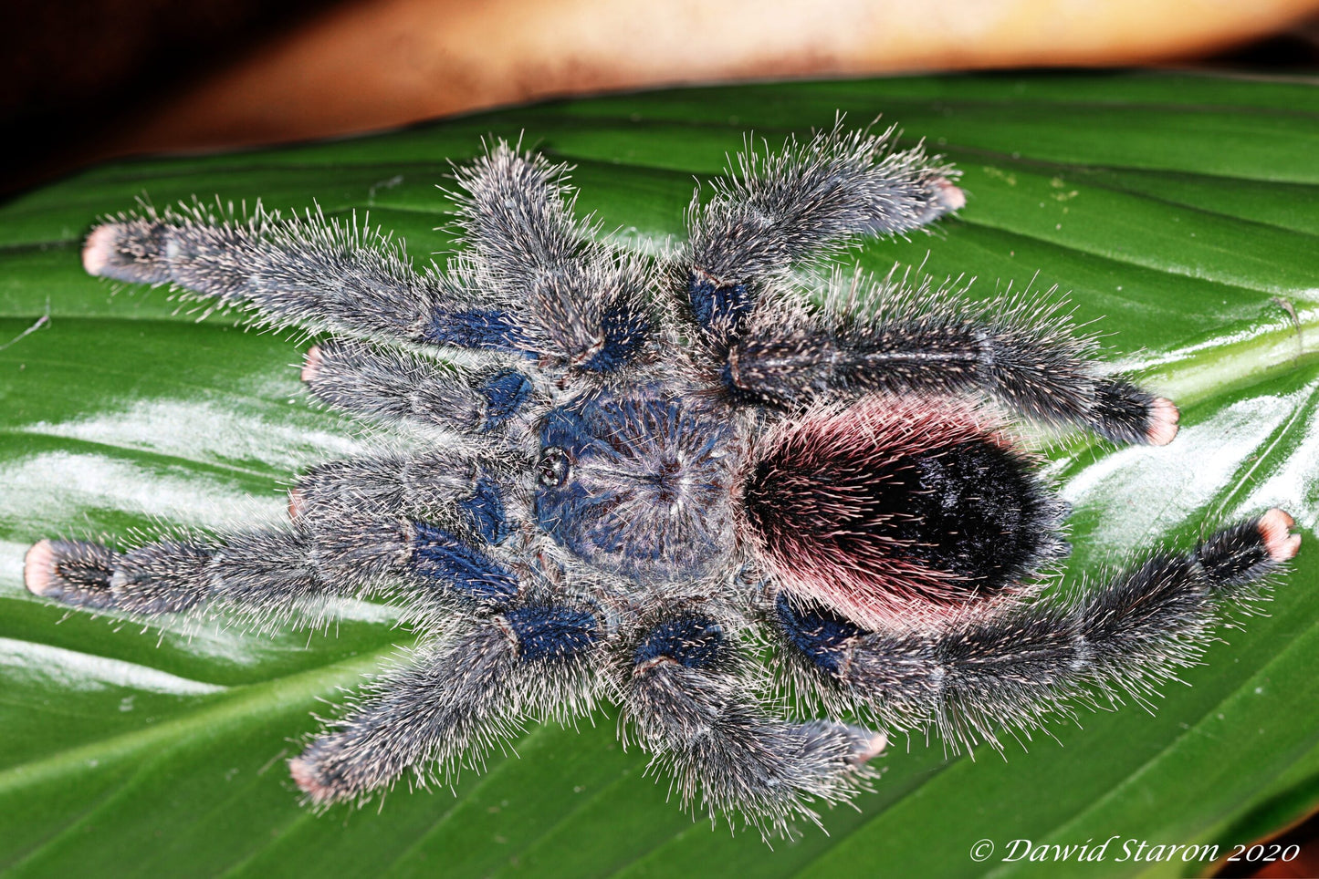 Avicularia juruensis