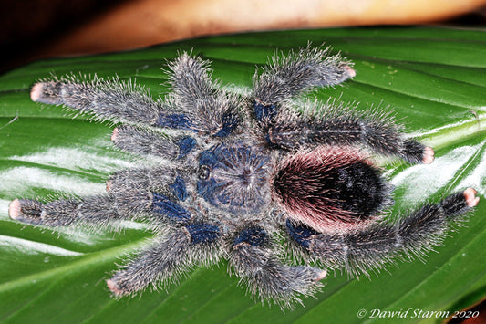 Avicularia juruensis