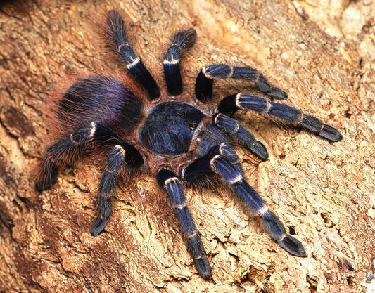 Nhandu cerradensis
