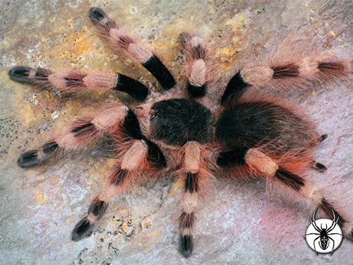 Nhandu coloratovillosus