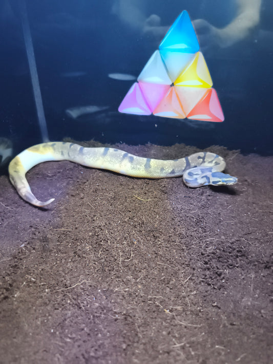 Ball Python Super Enchi Pied