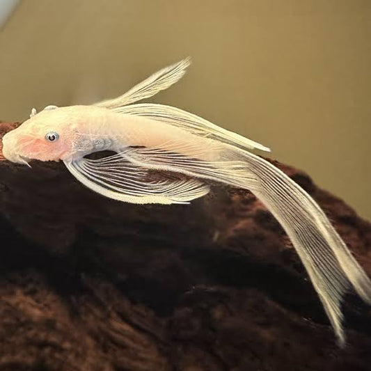 Ancistrus Albino Véu