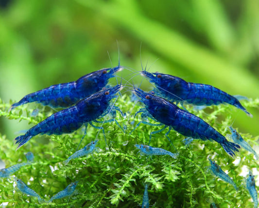 Camarão Azul Diamante