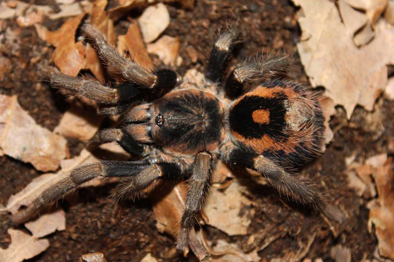 Hapalopus guerreroi