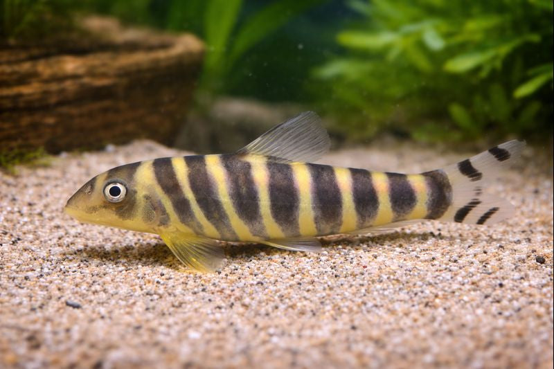 Botia dario