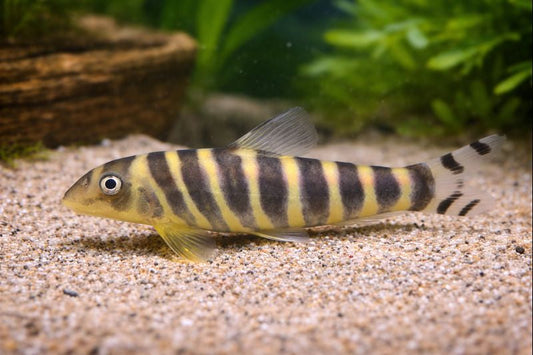 Botia dario