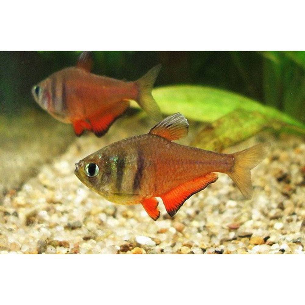 Tetra Foguinho - Hyphessobrycon flammeus Diamant