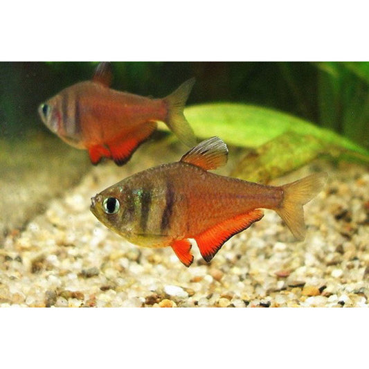 Tetra Foguinho - Hyphessobrycon flammeus Diamant