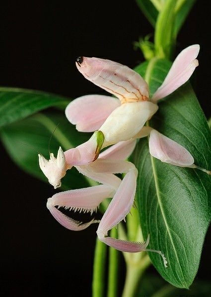 Louva a Deus Orquídea - Hymenopus coronatus