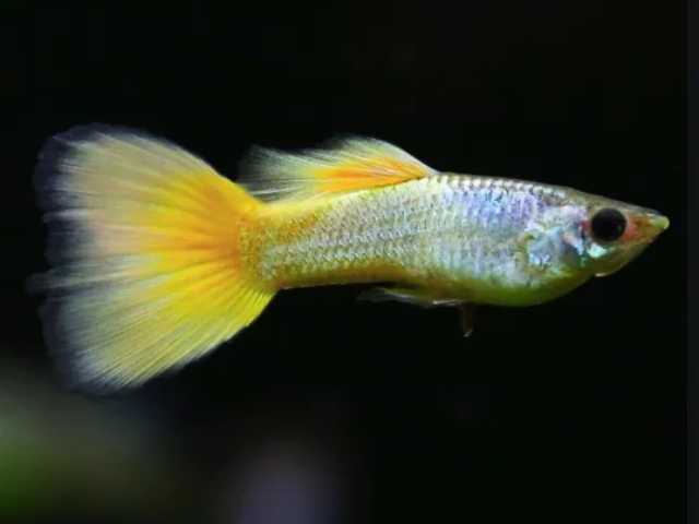 Guppy Yellow (Poecilia reticulata)