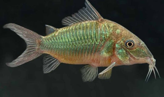 Corydoras Brochis splendens