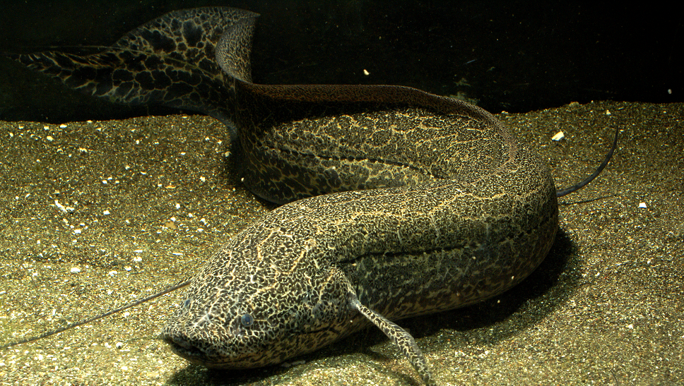 Protopterus aethiopicus