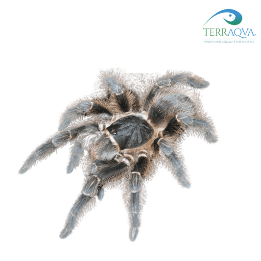 Acanthoscurria spec. Balcozna