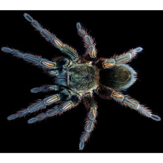 Thrixopelma pruriens