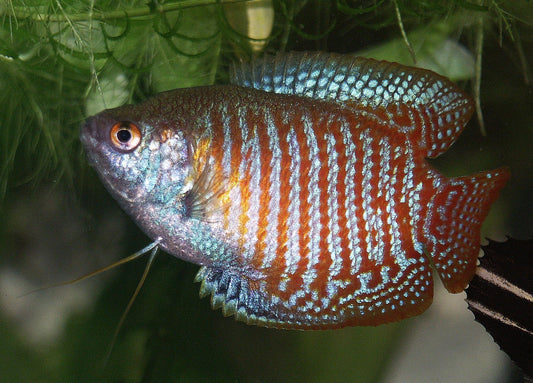 Colisa macho