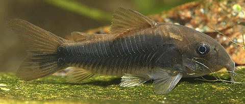 Corydoras Schultzel