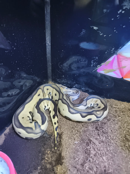Ball Python Clown Leopard Fire