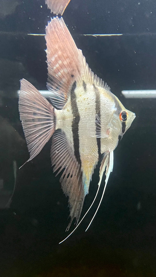 Scalare Dantum (Pterophyllum scalare)
