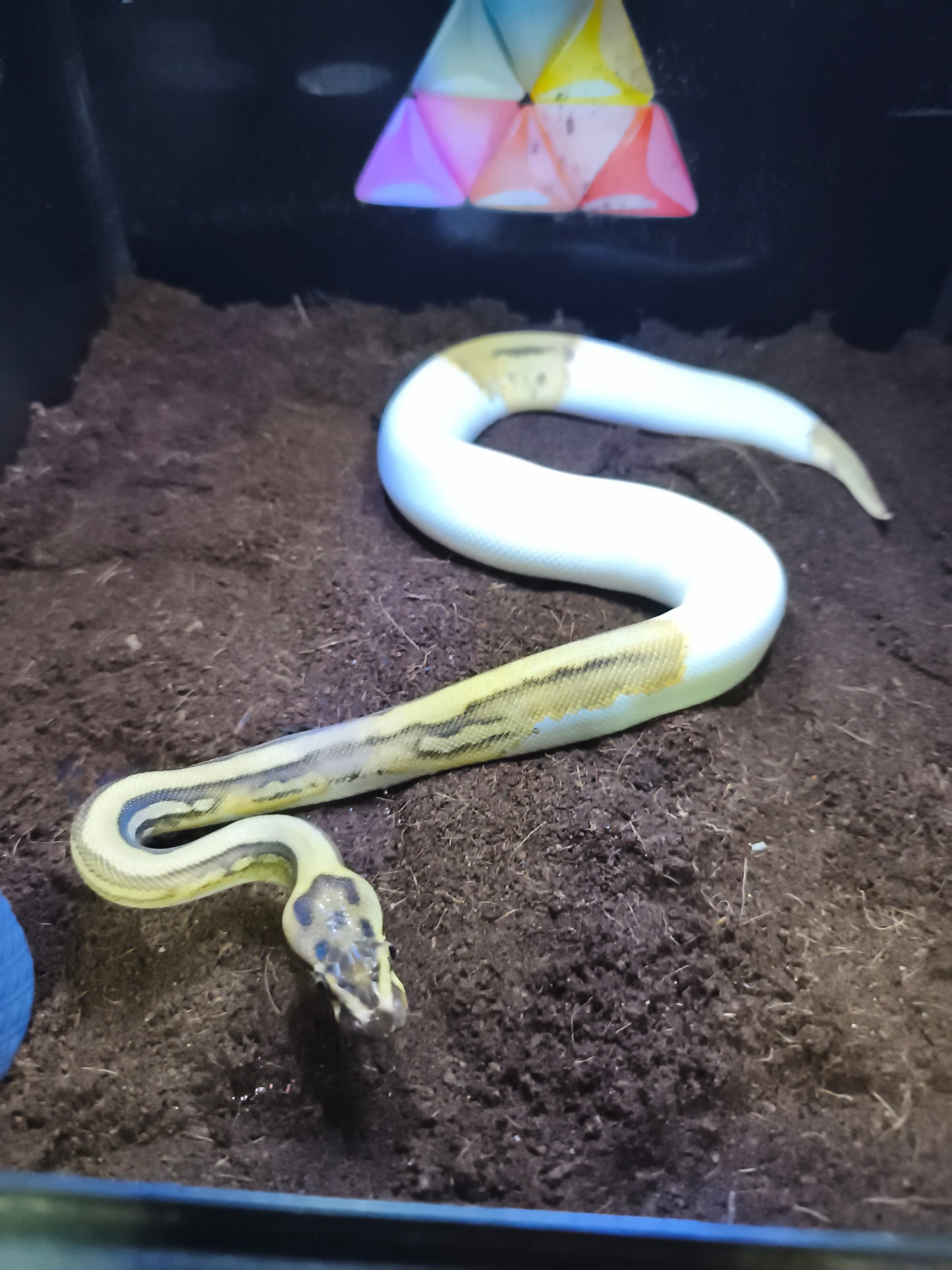 Ball Python