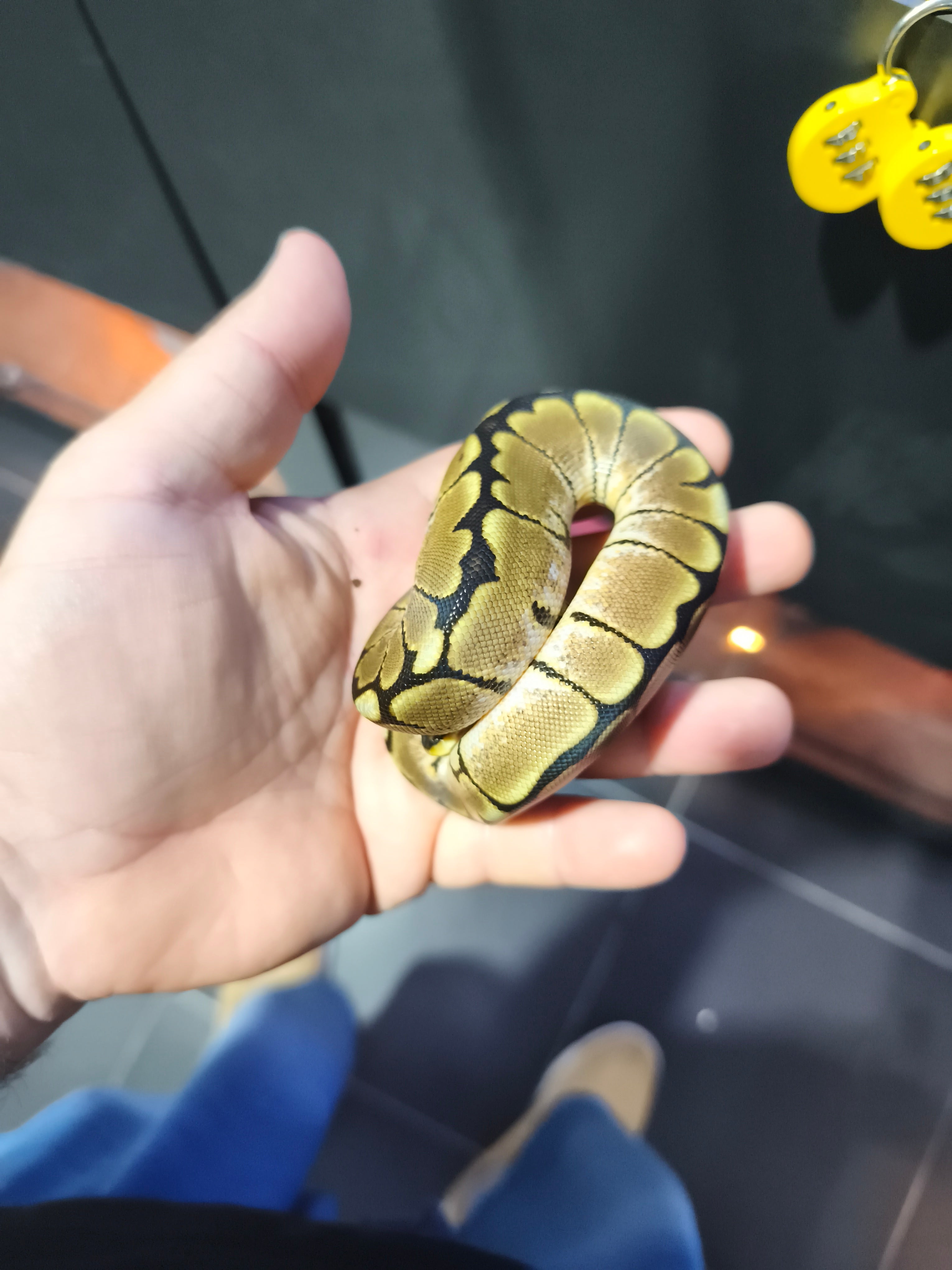Ball Python Spider – Jaspet