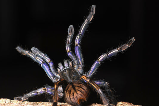 CYRIOPAGOPUS SP. “PURPLE ZEBRA”