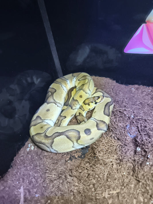 Ball Python Clown Enchi