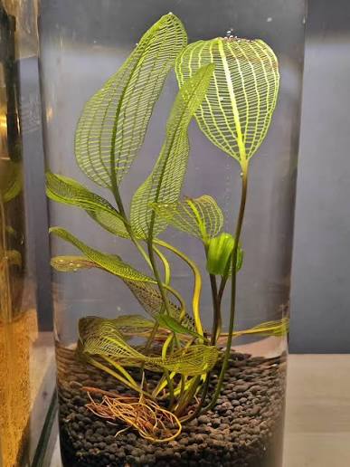 Aponogeton madagascariensis