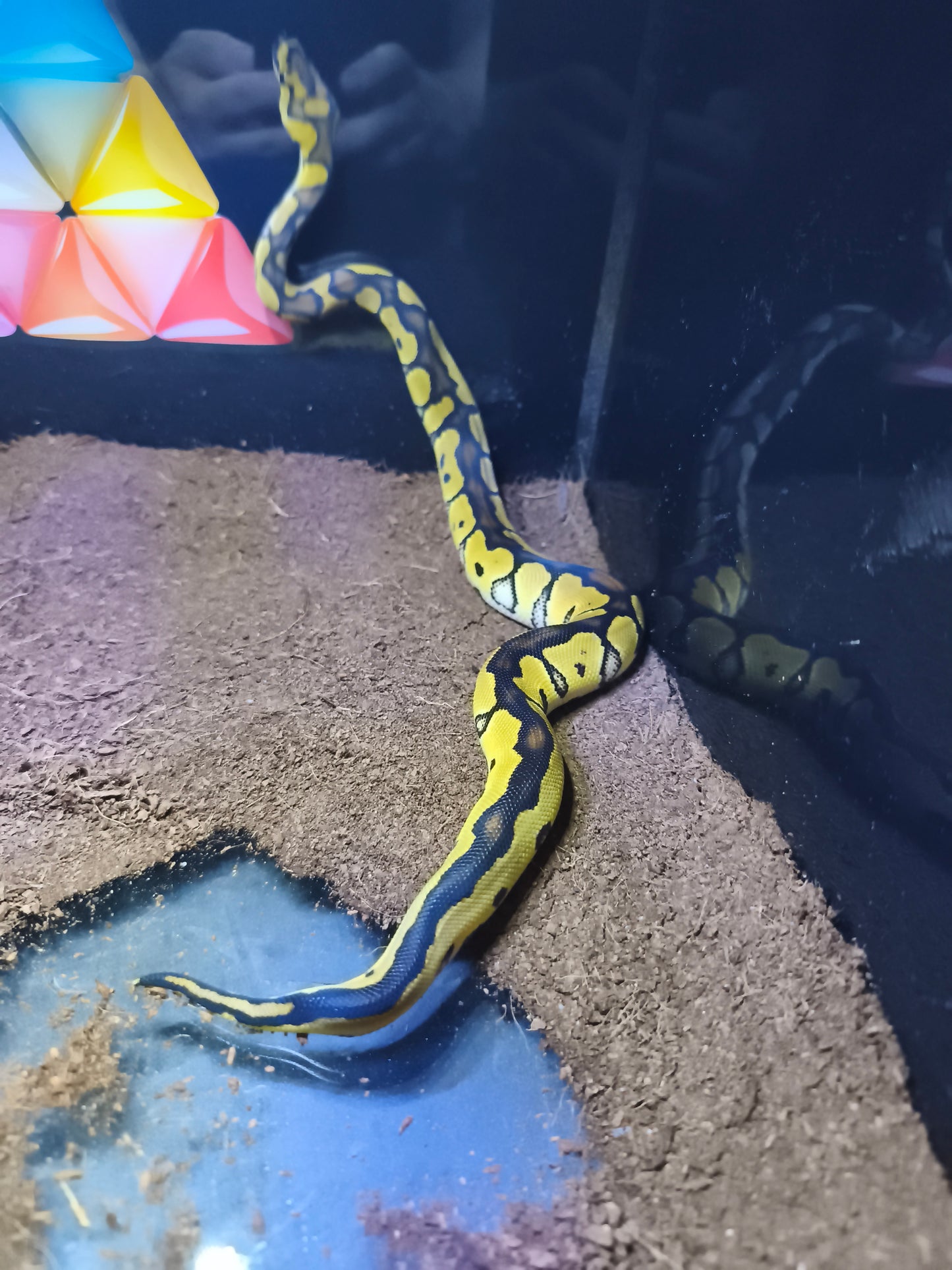 Ball Python Clown