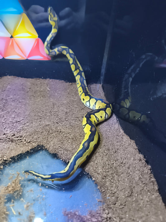 Ball Python Clown