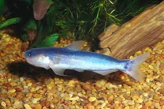 Whale Catfish, Candirú Açú - Cetopsis coecutiens