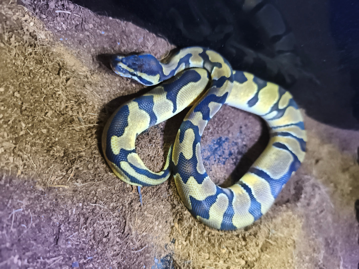 Ball Python Enchi 4
