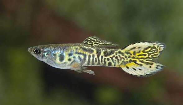 Guppy Endler Cobra Macho