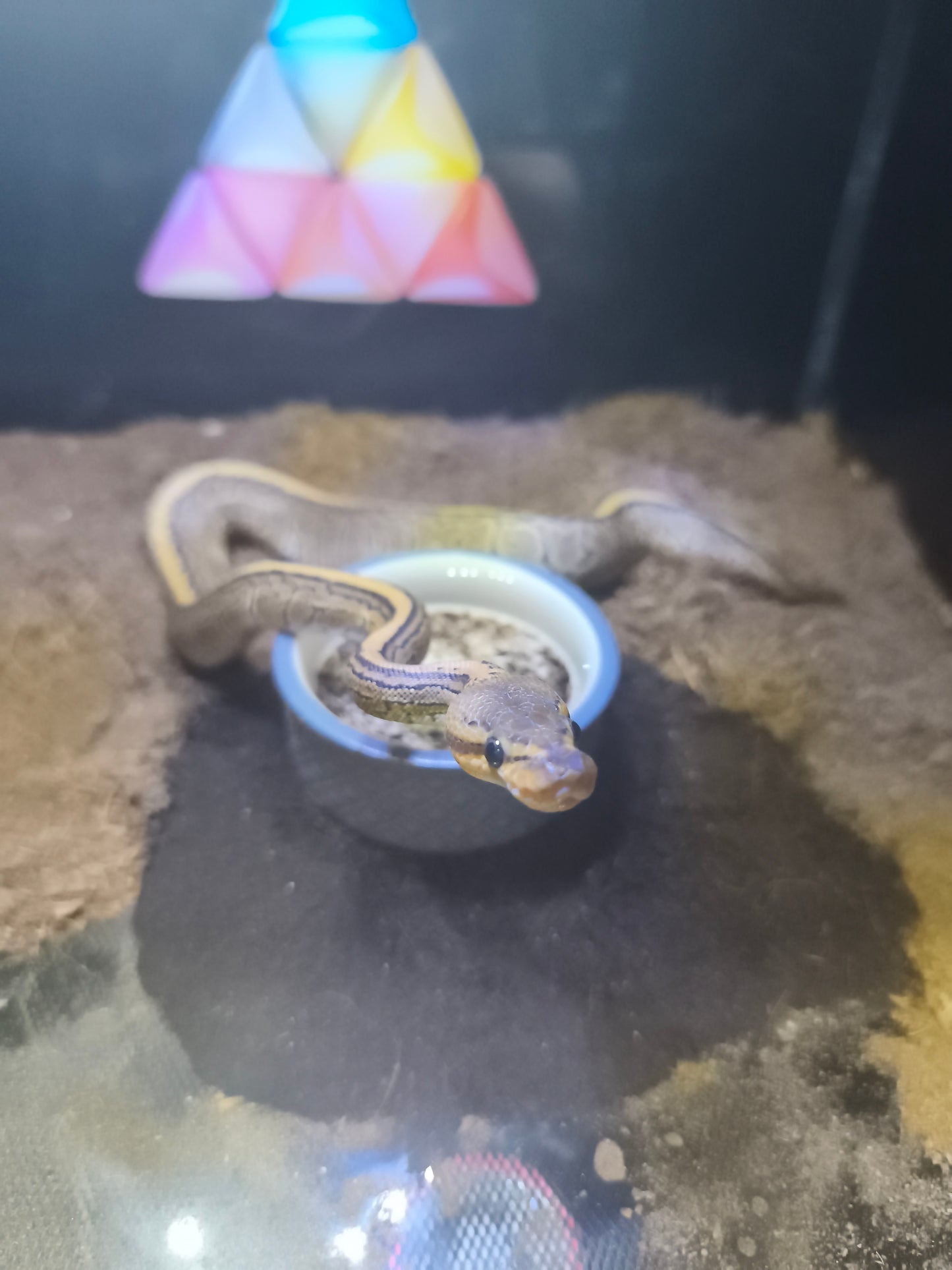 Ball Python Pinstripe Stranger