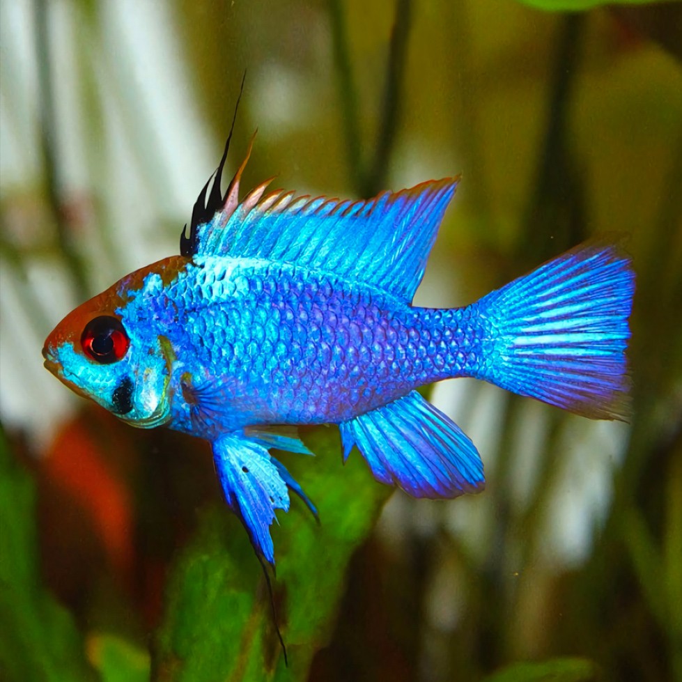 Ramirezi Electric Blue