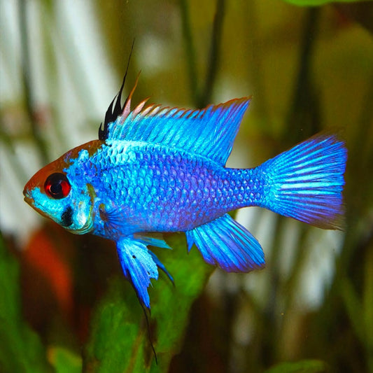 Ramirezi Electric Blue