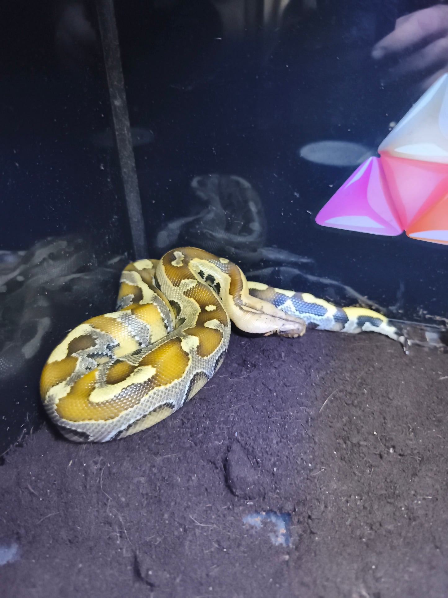 Python bretenstein