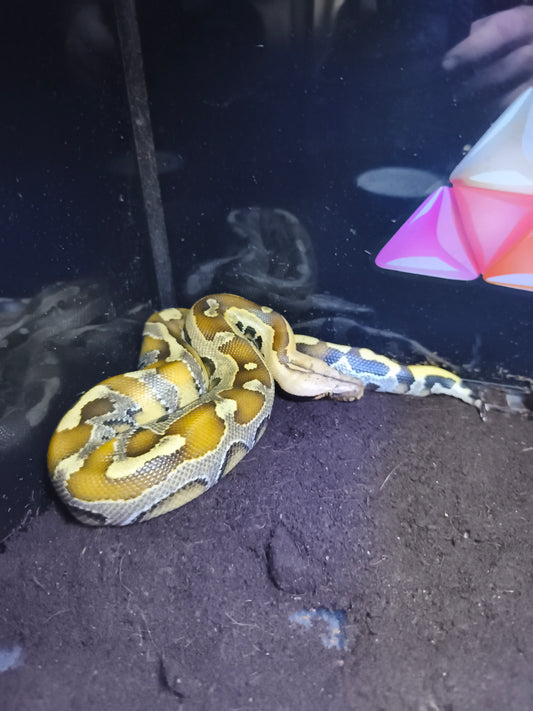 Python bretenstein
