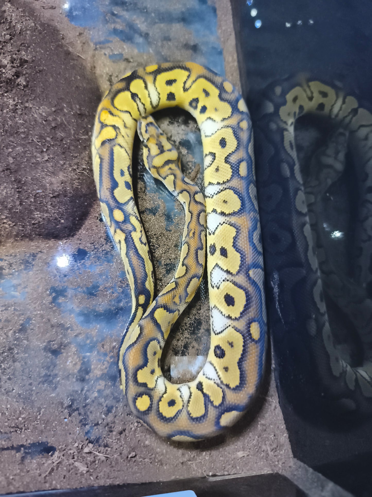 Ball Python Clown