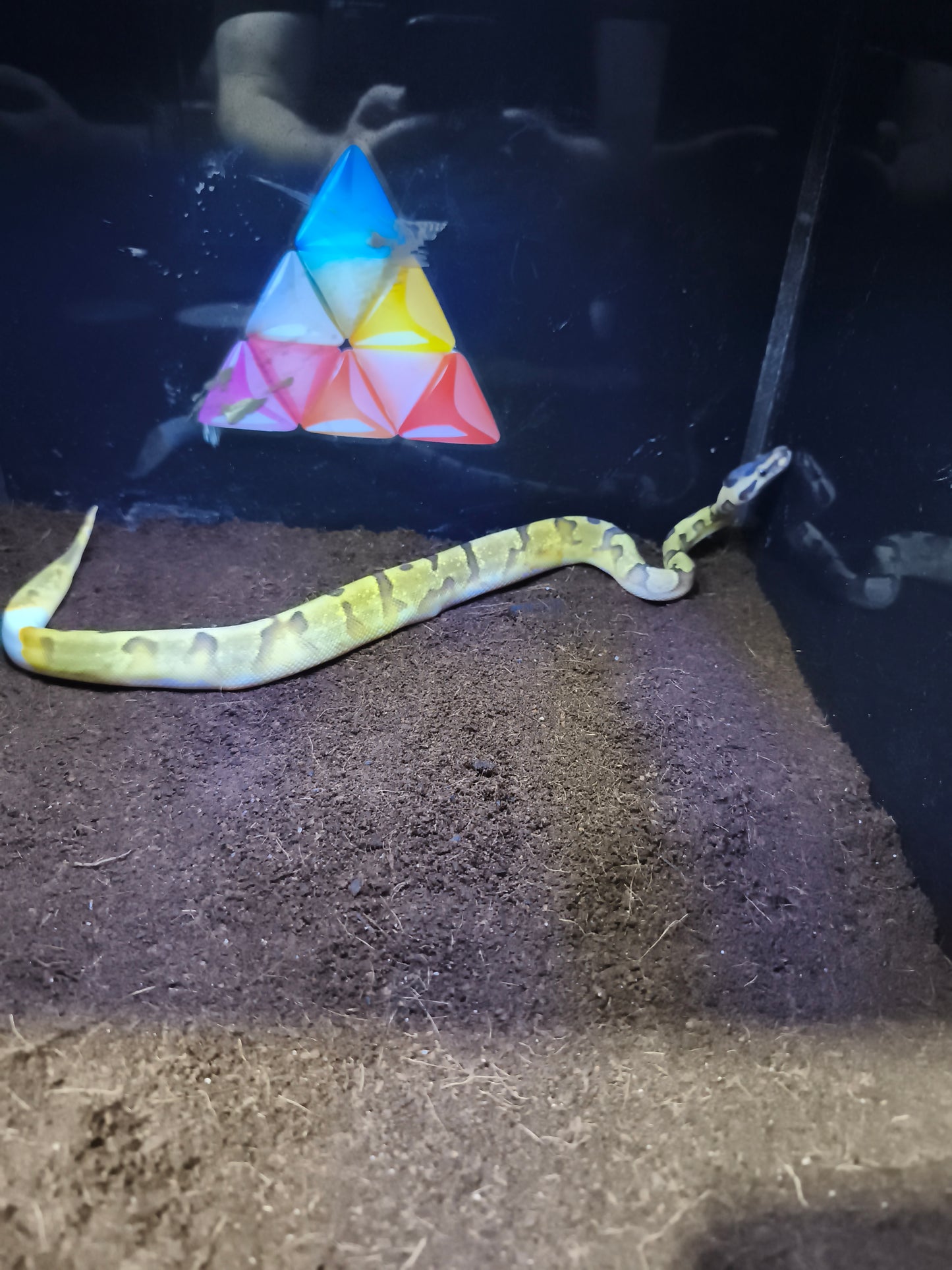 Ball Python Super Enchi Pied 2