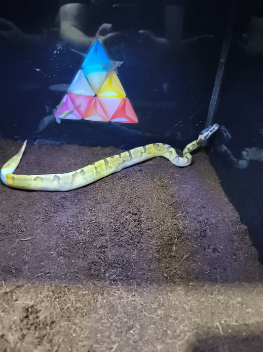 Ball Python Super Enchi Pied 2