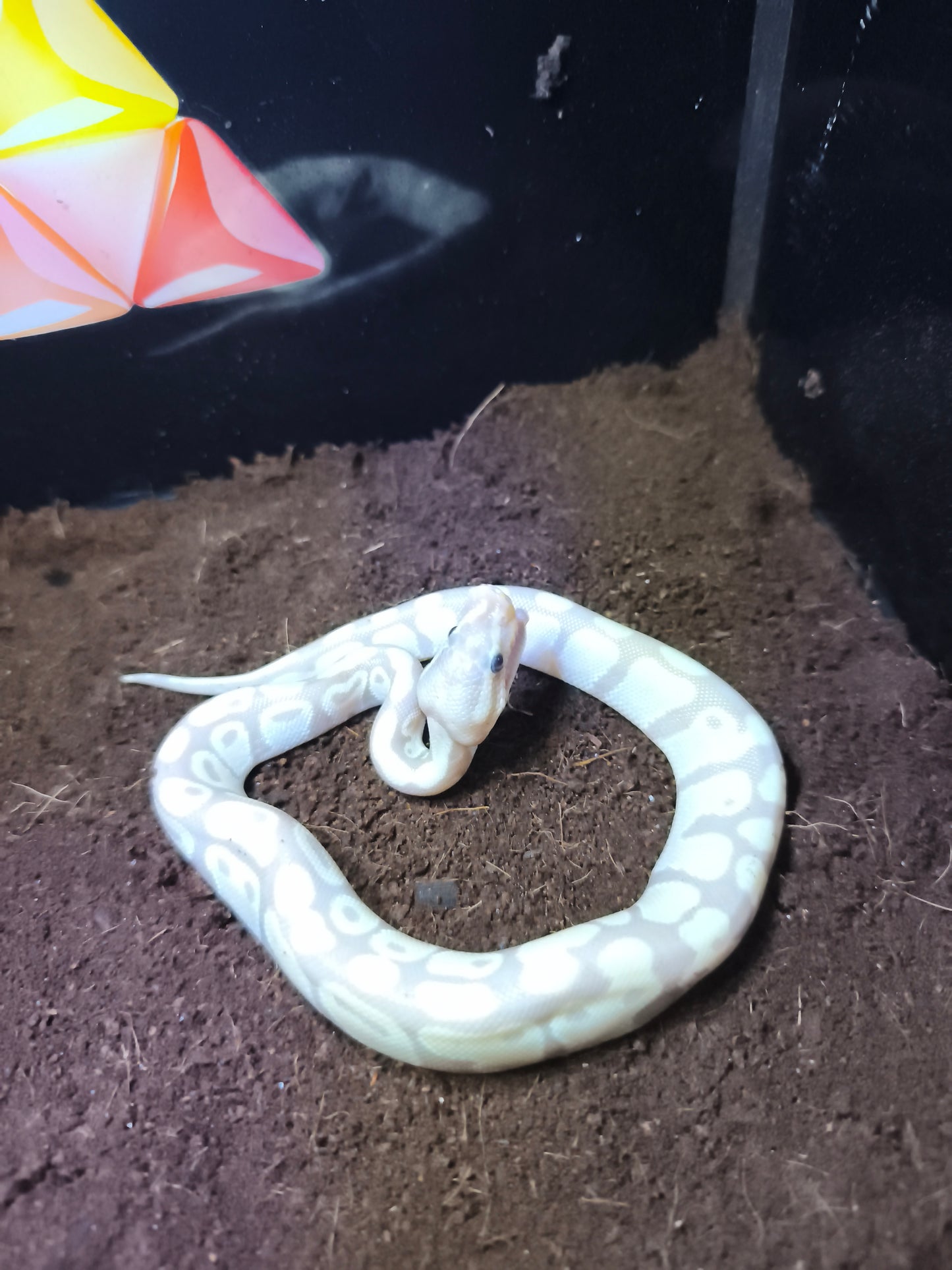 Ball Python Banana