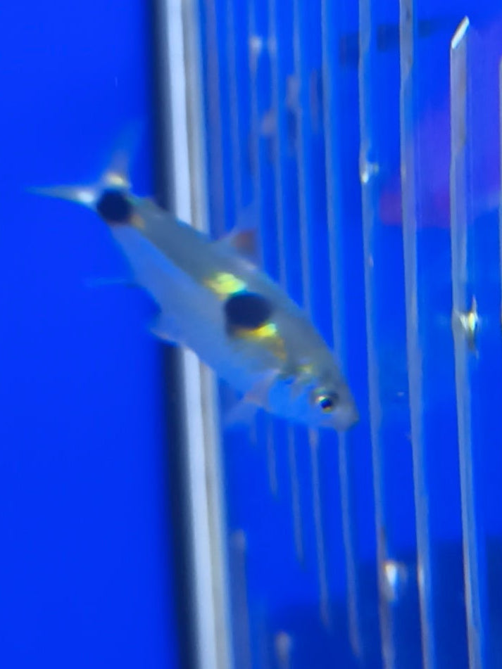 Exodon paradoxus
