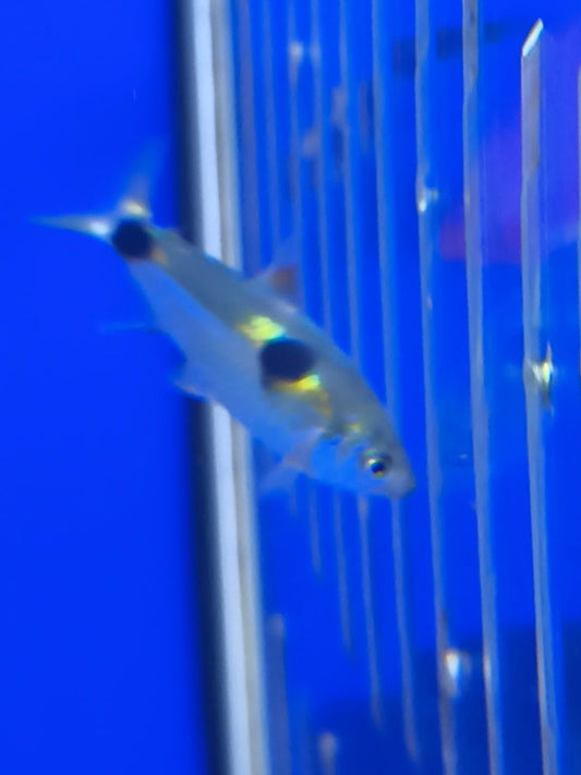 Exodon paradoxus