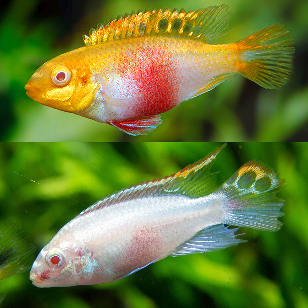 Kribensis Albino (Pelvicachromis pulcher)